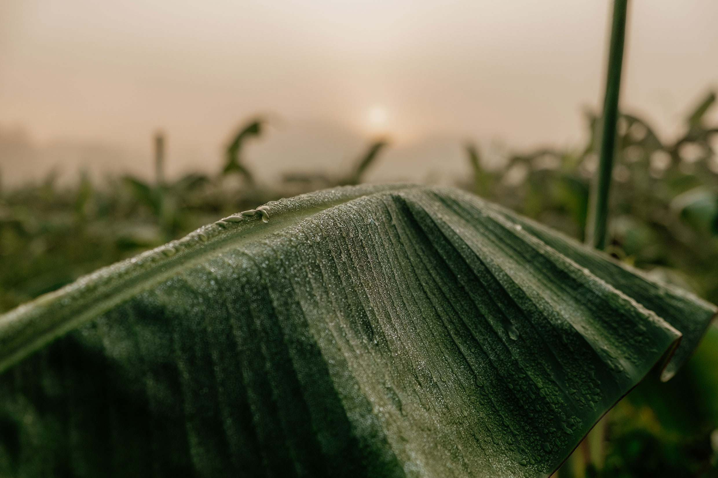 Mit Fuji-Kameras in Nordthailand - Fotograf Fürth