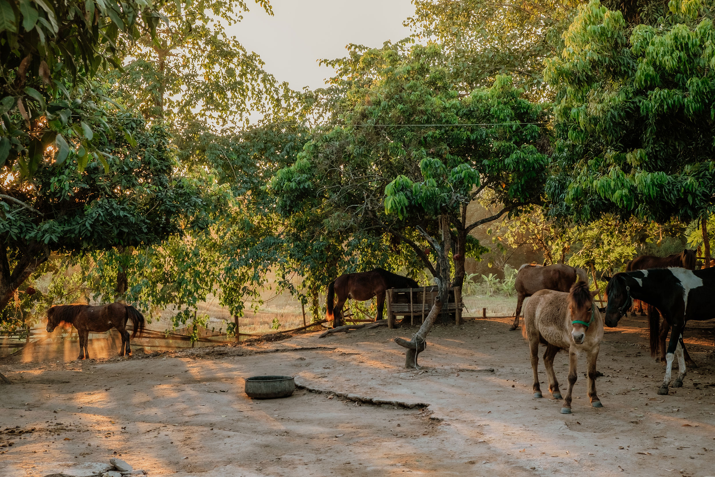 Mit Fuji-Kameras in Nordthailand - Fotograf Fürth