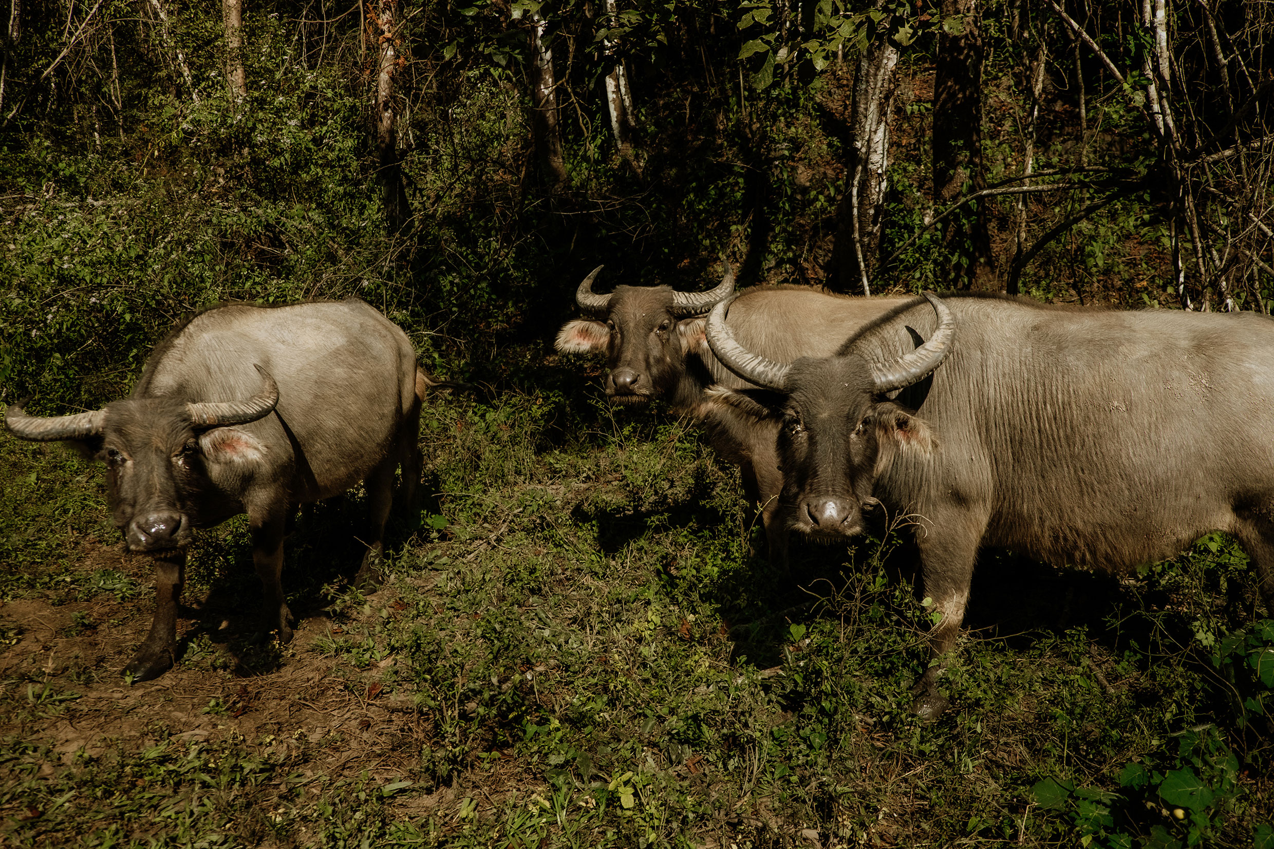 auf dem Mae Hong Son Loop in Nordthailand - Fotograf Fürth