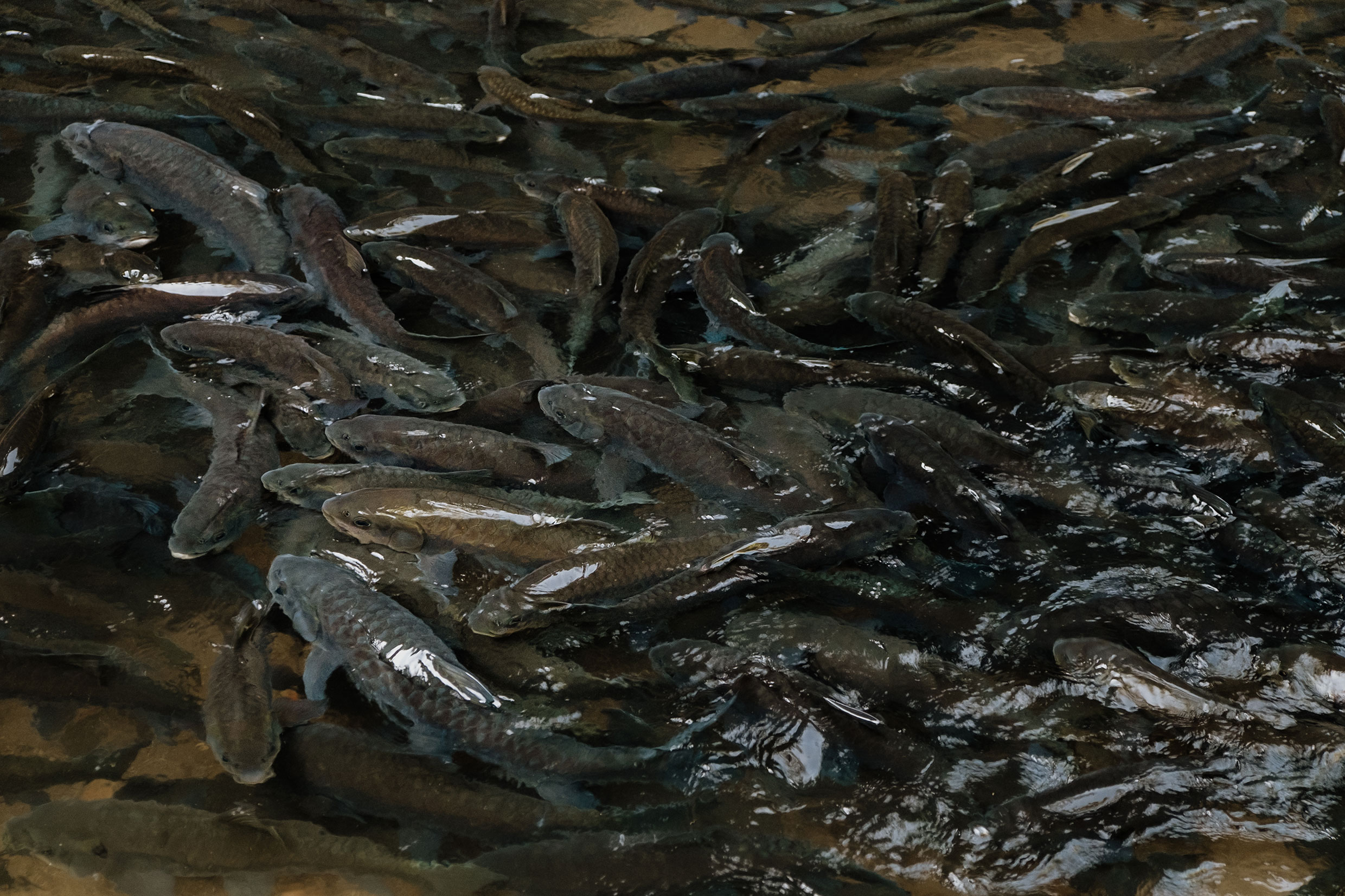 auf dem Mae Hong Son Loop in Nordthailand - Fotograf Fürth