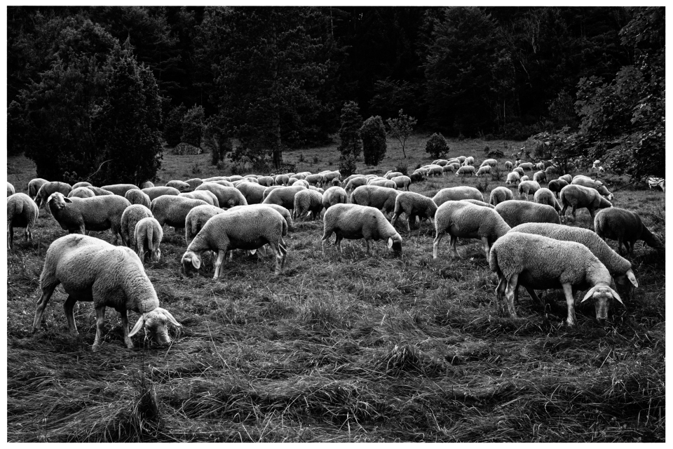 Schwarz-Weiß-Bild einer Schafherde auf einer Wiese, umgeben von Bäumen.
