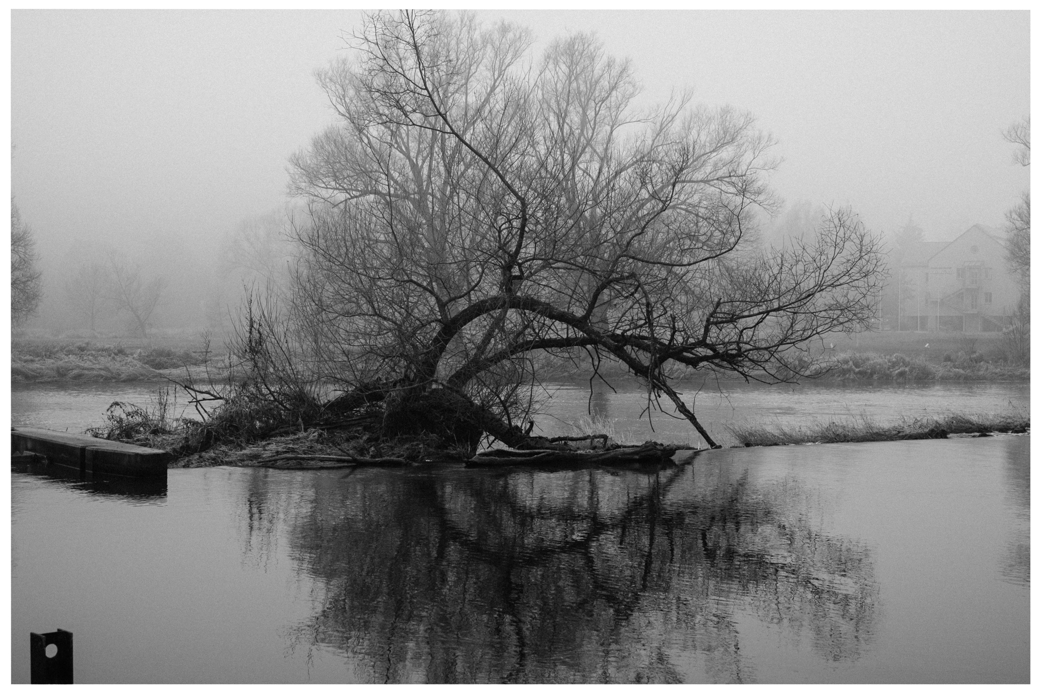 Kahler Baum am Fluss im Nebel mit eingeschränkter Sicht auf Gebäude im Hintergrund.