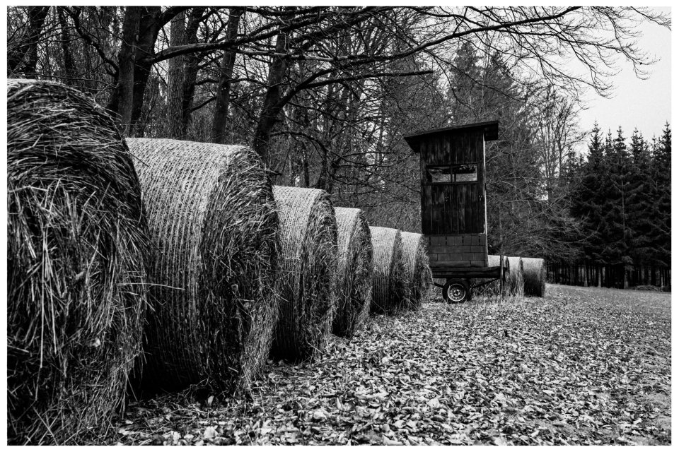 Heuballen auf Laubfeld mit Hochsitzanhänger, dahinter Bäume.