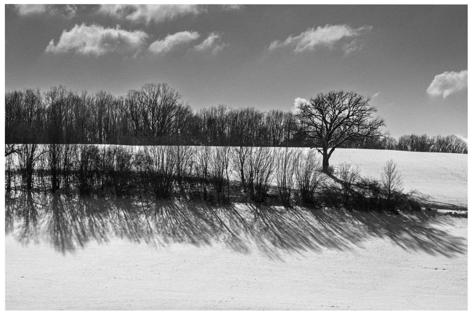 Schneefeld mit Baum und Baumreihen, Schatten im Schnee, bewölkter Himmel im Hintergrund.