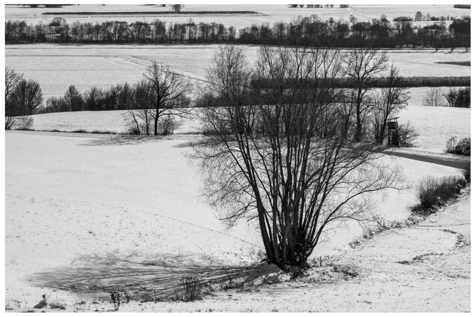 Schneebedecktes Feld mit Bäumen und langen Schatten, Baumreihe im Hintergrund entlang eines Grabens.