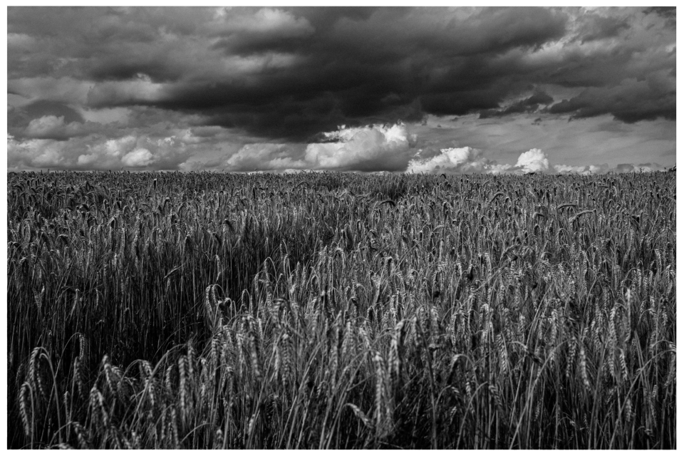 Weites Weizenfeld unter einem bewölkten, dramatischen Himmel.