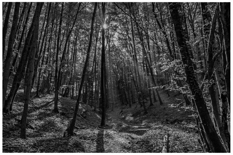 Wald mit Sonnenstrahlen durch Bäume, Laubboden, ruhige und abgeschiedene Atmosphäre.