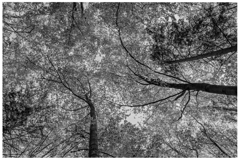 Schwarz-Weiß-Baumkronen, fotografiert von unten, Äste und Blätter verdecken den Himmel.