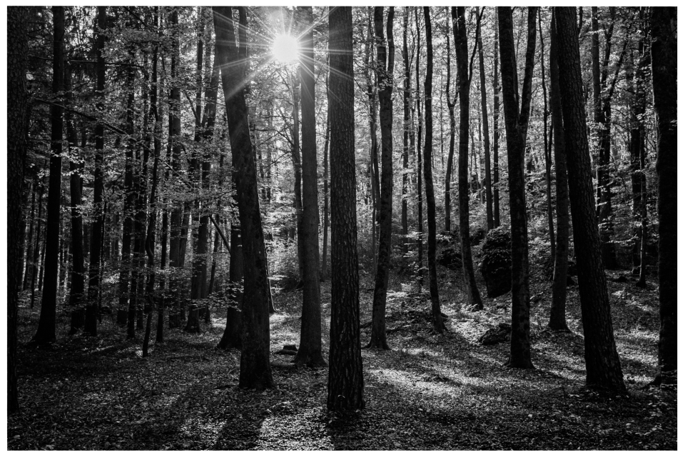 Schwarz-weißes Foto eines Waldes mit Sonnenstrahlen zwischen schlanken Bäumen und Schatten.
