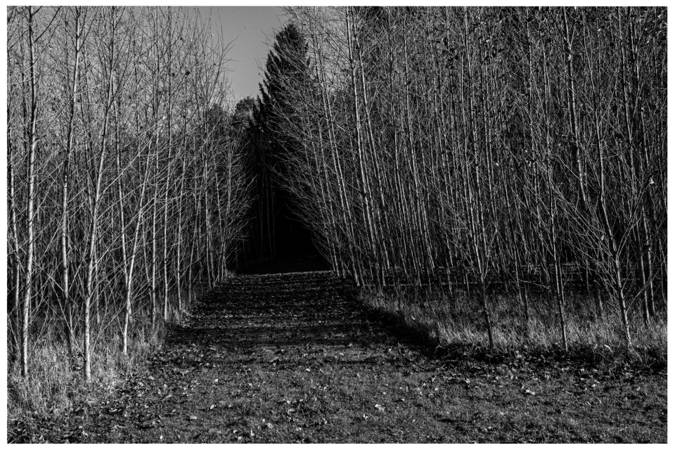 Schmaler Weg im lichten Wald mit kahlen Bäumen und Laubboden, dichterer Wald im Hintergrund.