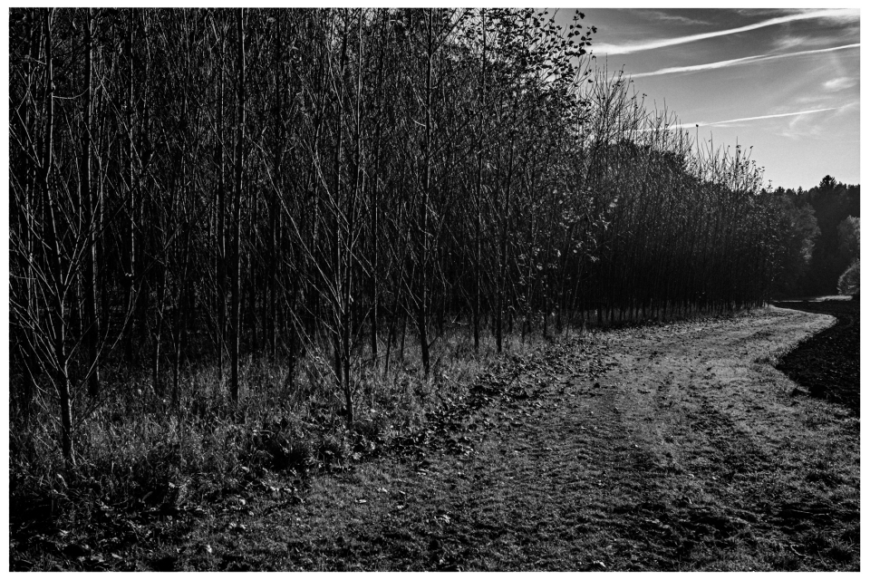 Schmaler Waldweg mit Schatten, umgeben von Bäumen in schwarz-weiß.