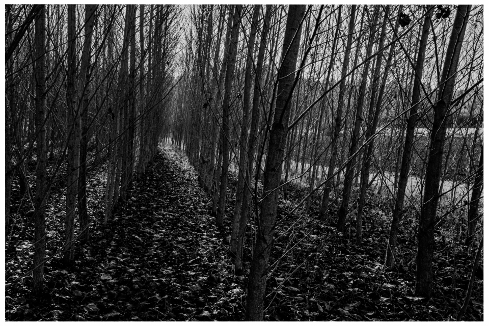 Schmaler Pfad durch kahlen Wald mit dicht stehenden, schlanken Bäumen und gefallenen Blättern.