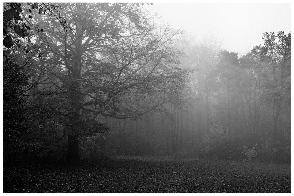 Nebliger Wald mit kahlen Bäumen und Laub bedecktem Boden.
