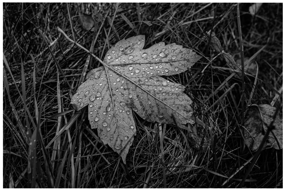 Ein mit Wassertropfen bedecktes Ahornblatt liegt auf Gras.