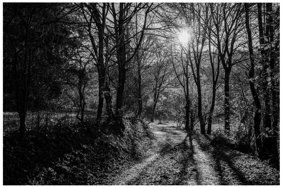 Monochromer Waldweg mit kahlen Bäumen und Sonnenstrahlen durch die Äste.
