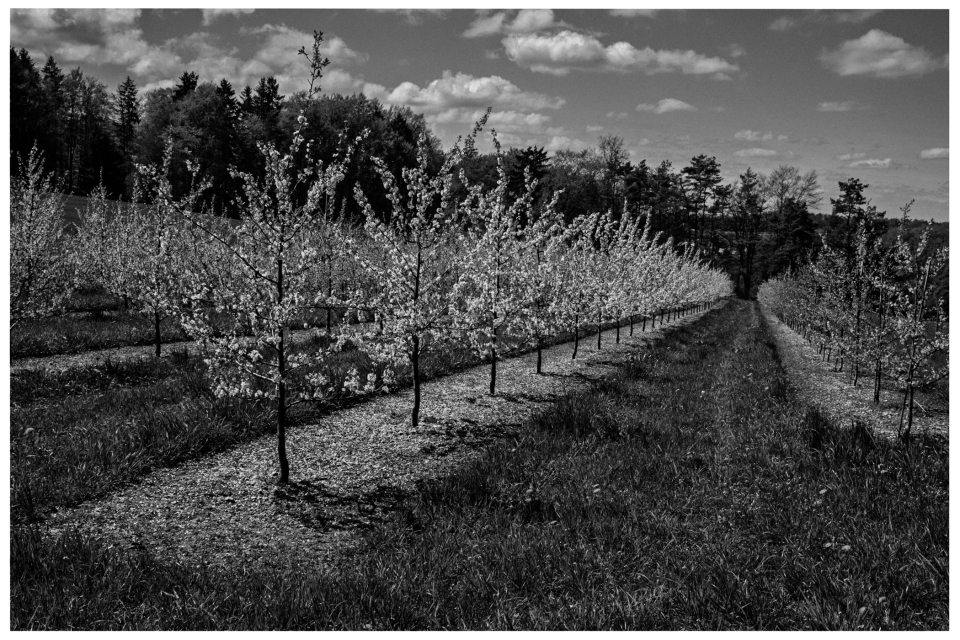 Blühende Baumreihe vor bewaldeten Hügeln und teilweise bewölktem Himmel.