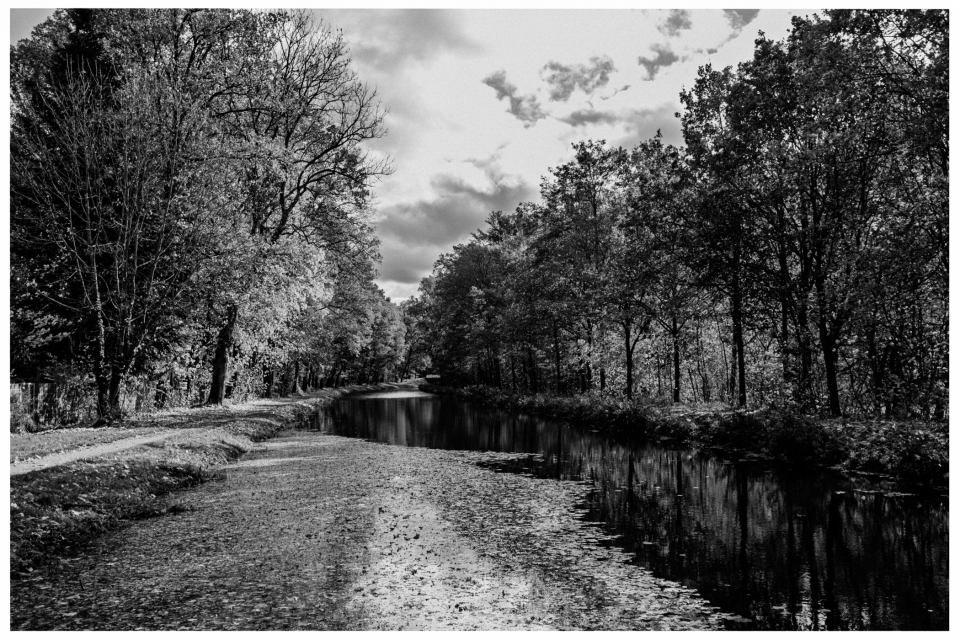 Fluss im Wald unter wolkigem Himmel, umgeben von dichten Bäumen und einem Waldweg.