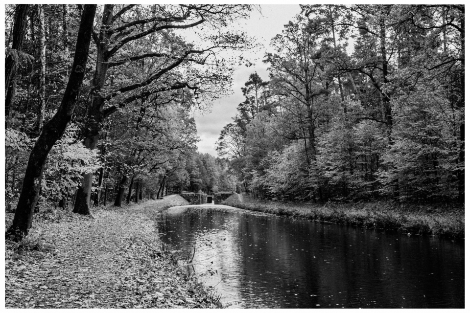 Waldweg am Fluss mit Brücke, umrahmt von Bäumen, bewölkter Himmel.