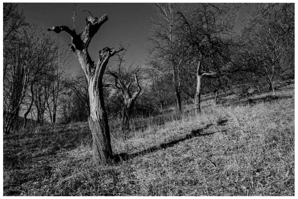 Kahle Bäume auf einer sonnenbeschienenen Wiese, schwarz-weiße Landschaft.