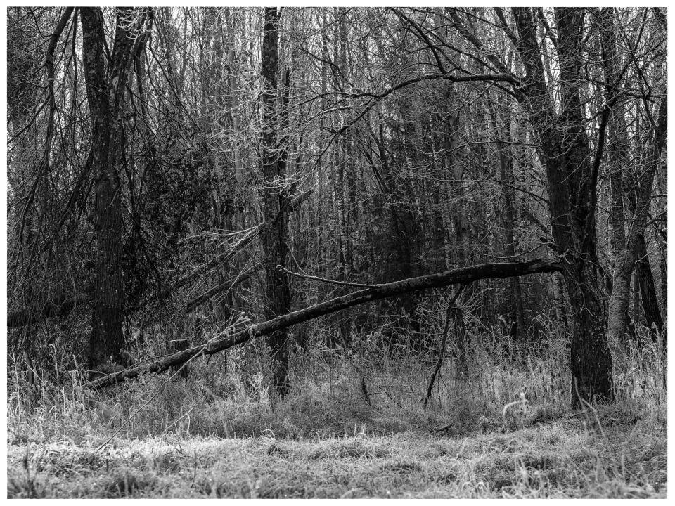 Schwarz-weißes Waldfoto mit dichtem Bewuchs und schräg liegendem umgefallenen Baumstamm.
