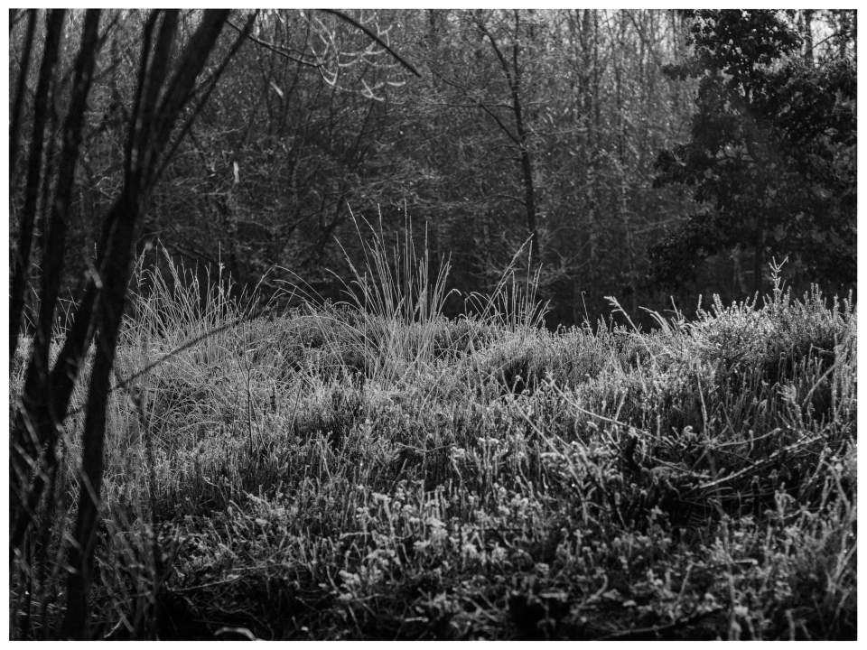 Schwarzweißfoto einer frostigen Landschaft mit Gräsern, kahlen Bäumen im Hintergrund.
