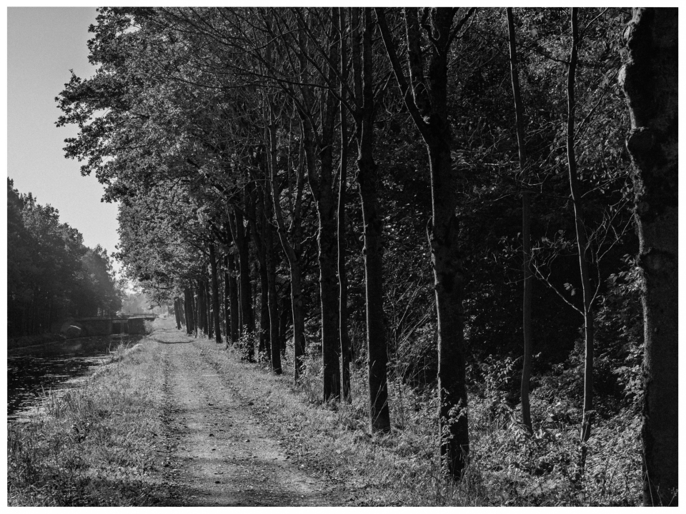 Schwarz-Weiß-Foto, unbefestigter Weg parallel zu Baumreihe und Wasserkanal.