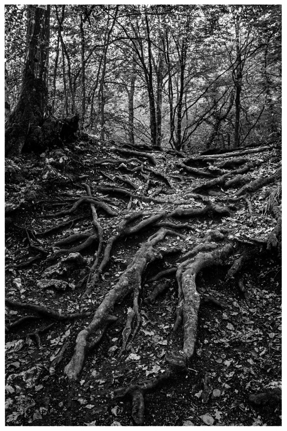 Schwarz-Weiß-Waldszene mit freiliegenden Wurzeln und dicht stehenden Bäumen im Hintergrund.