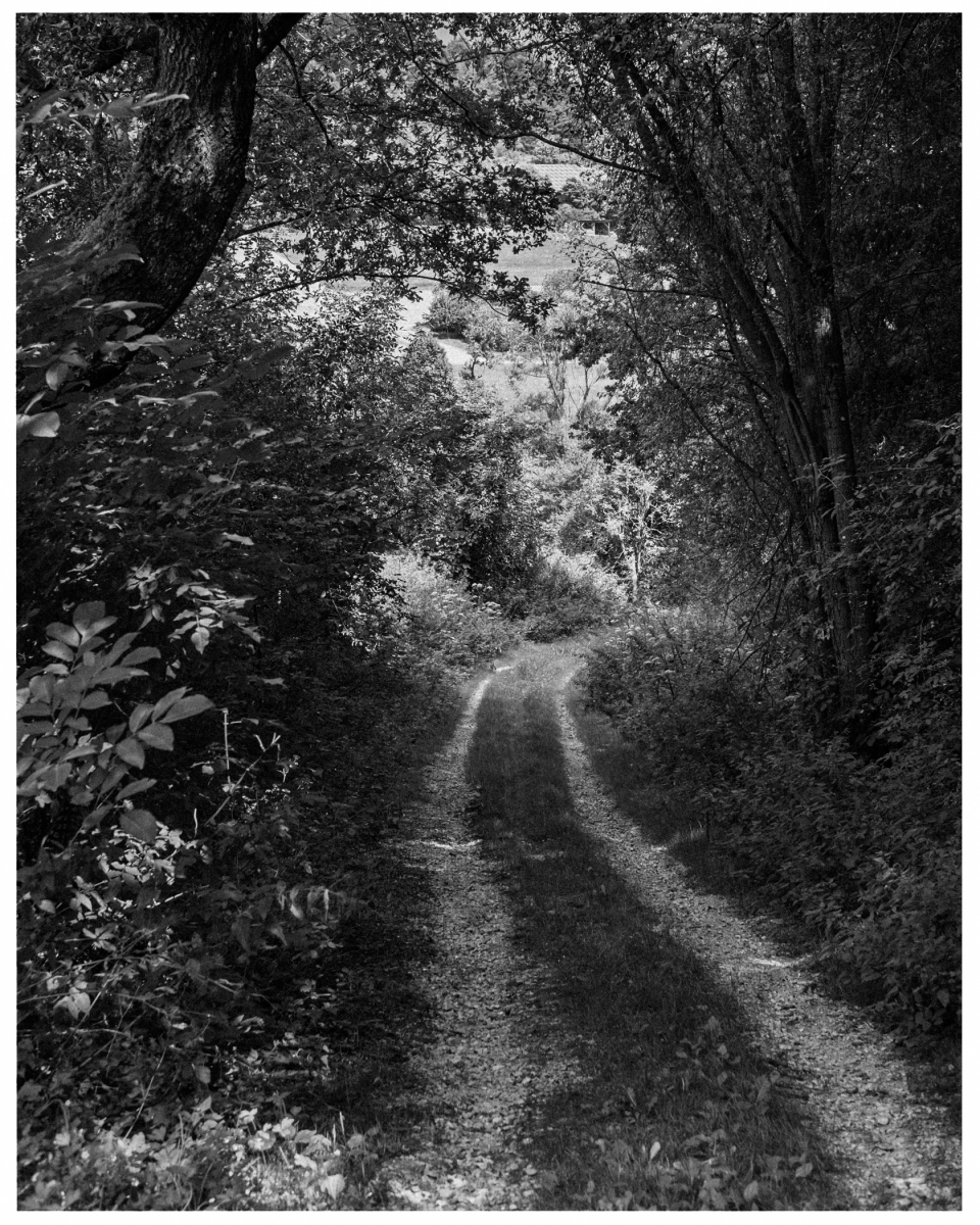 Schwarzweißbild eines schmalen, von Bäumen gesäumten Waldpfads mit üppigem Laub.