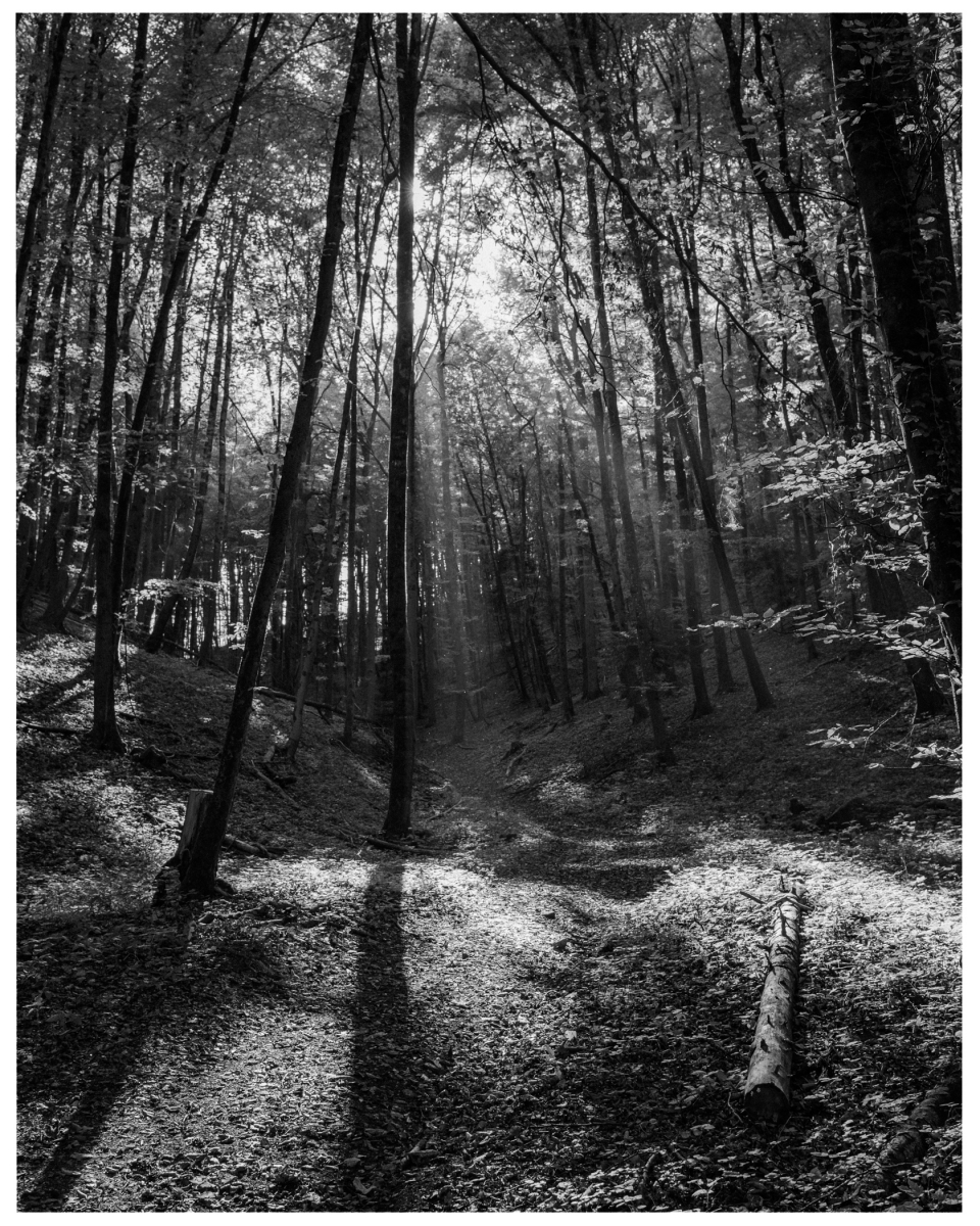 Schwarz-weiß-Wald mit Sonnenstrahlen, Schatten und einem umgestürzten Baumstamm im Vordergrund.