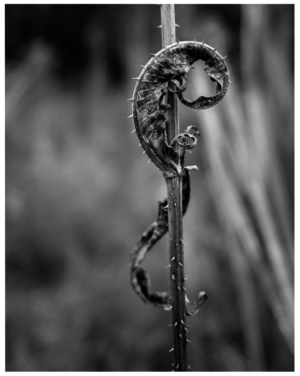 Trockener, spiralförmiger Stängel mit Dornen windet sich um vertikalen Stiel, Schwarzweißbild.
