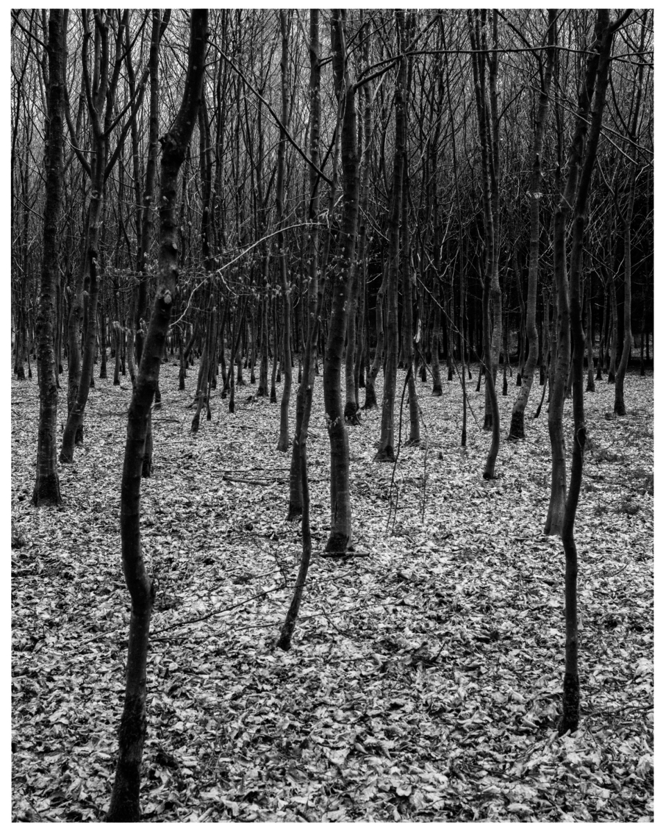 Schwarz-weißer Wald mit dünnen, blattlosen Bäumen und Laubbedeckung auf dem Boden.