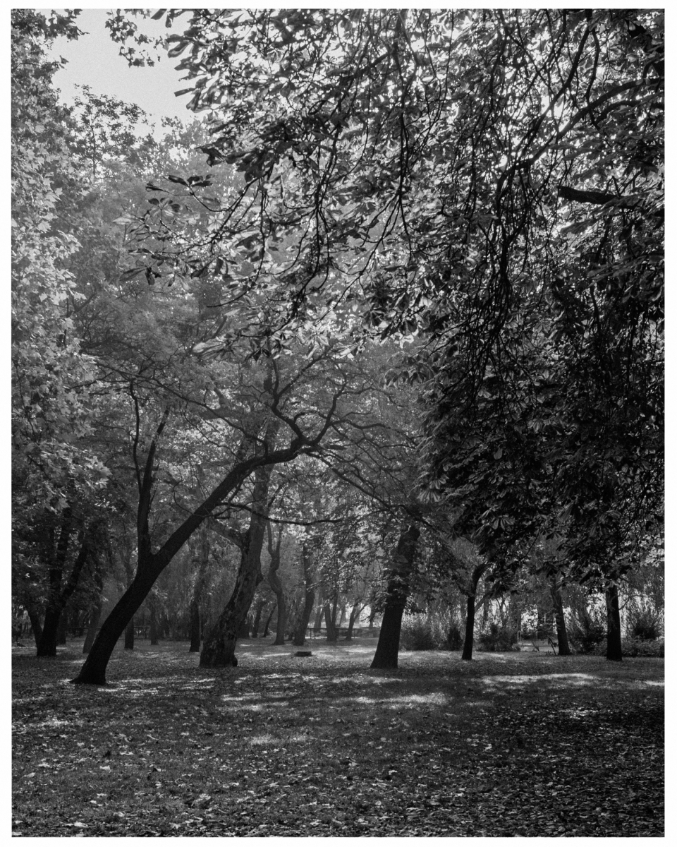 Wald mit Bäumen, Laub und Sonnenlicht, das durch dichtes Blattwerk fällt und Schatten wirft.