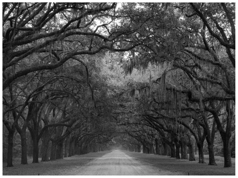 Allee mit alten Bäumen, Astdach, hängendes Moos, unbefestigter Weg, umgeben von dichter Vegetation.