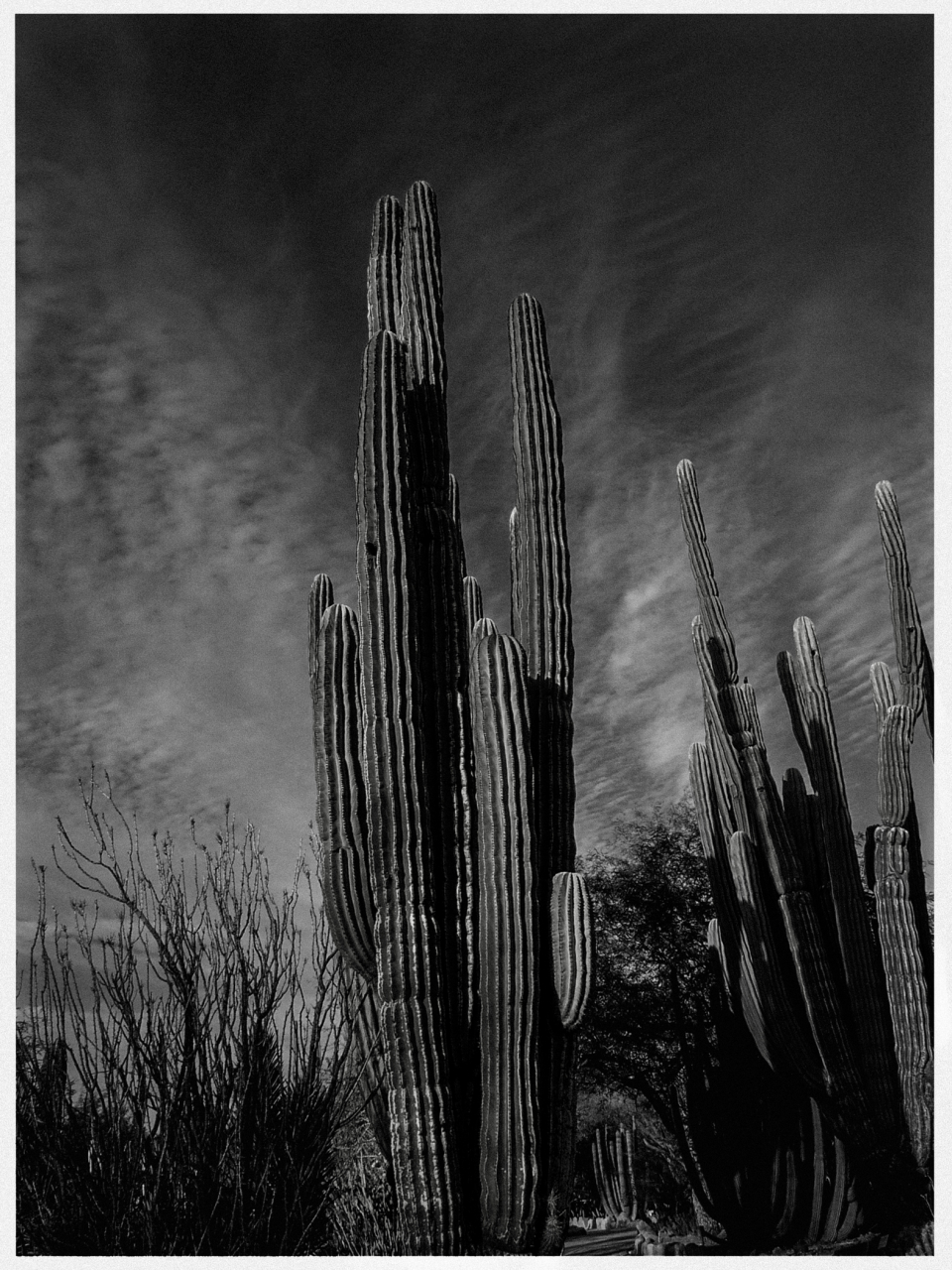 Große, säulenförmige Kakteen in einer Wüste unter bewölktem Himmel.