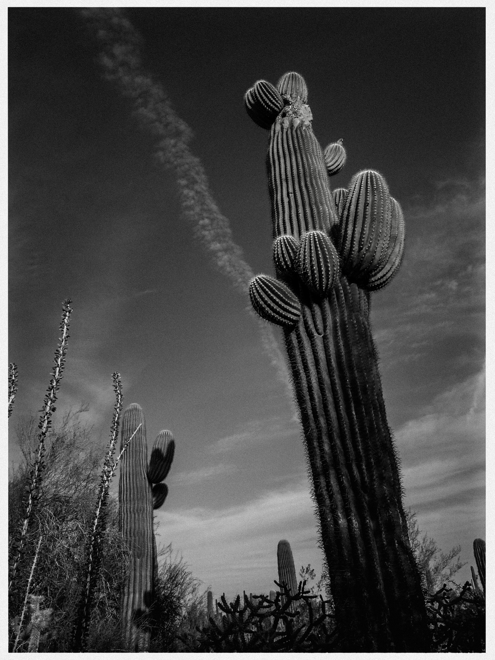Großer Kaktus und Wolkenstreifen vor klarem Himmel, Schwarz-Weiß-Fotografie.