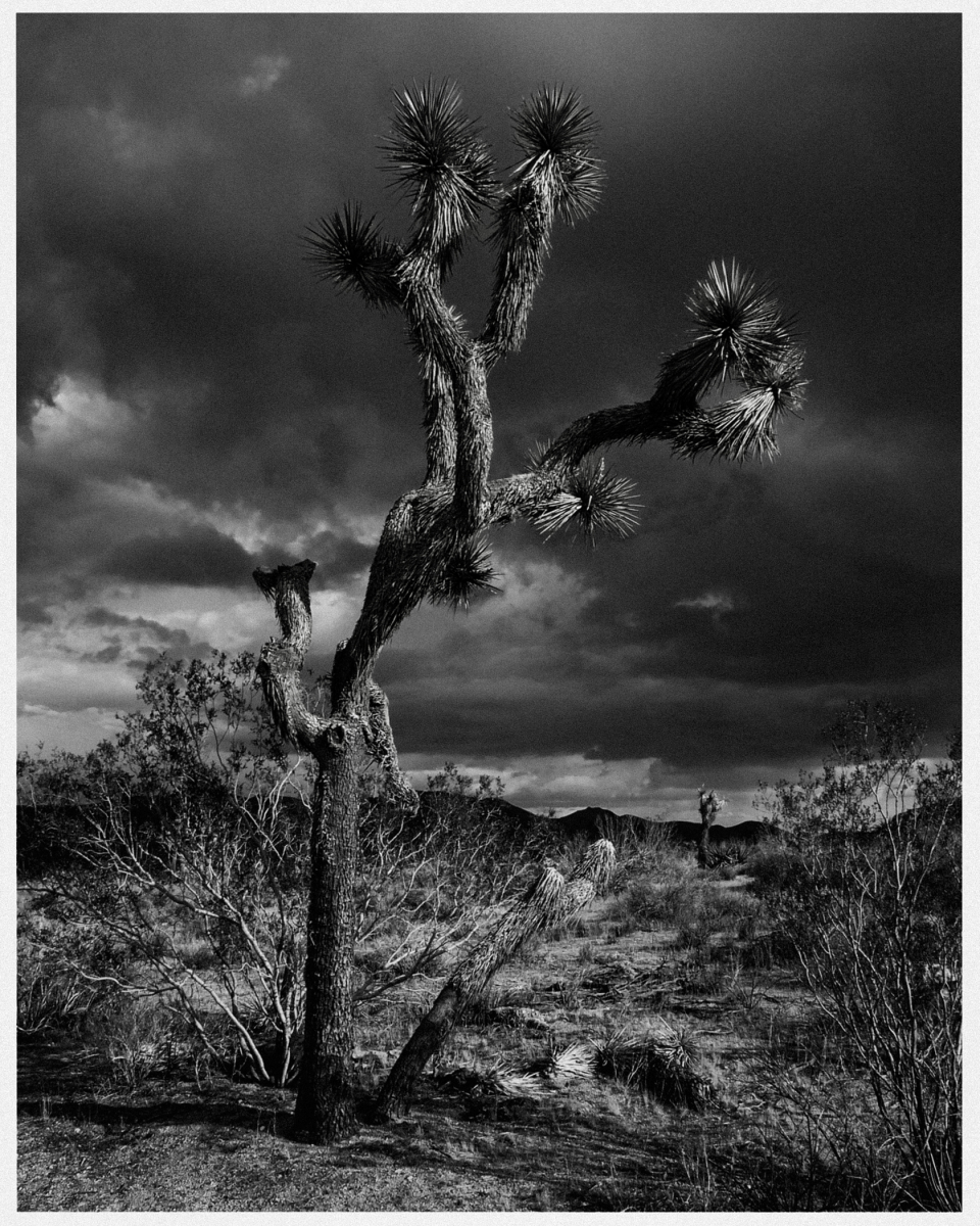 Schwarz-weiß Wüstenlandschaft mit markanter Joshua-Palme und bewölktem Himmel im Hintergrund.