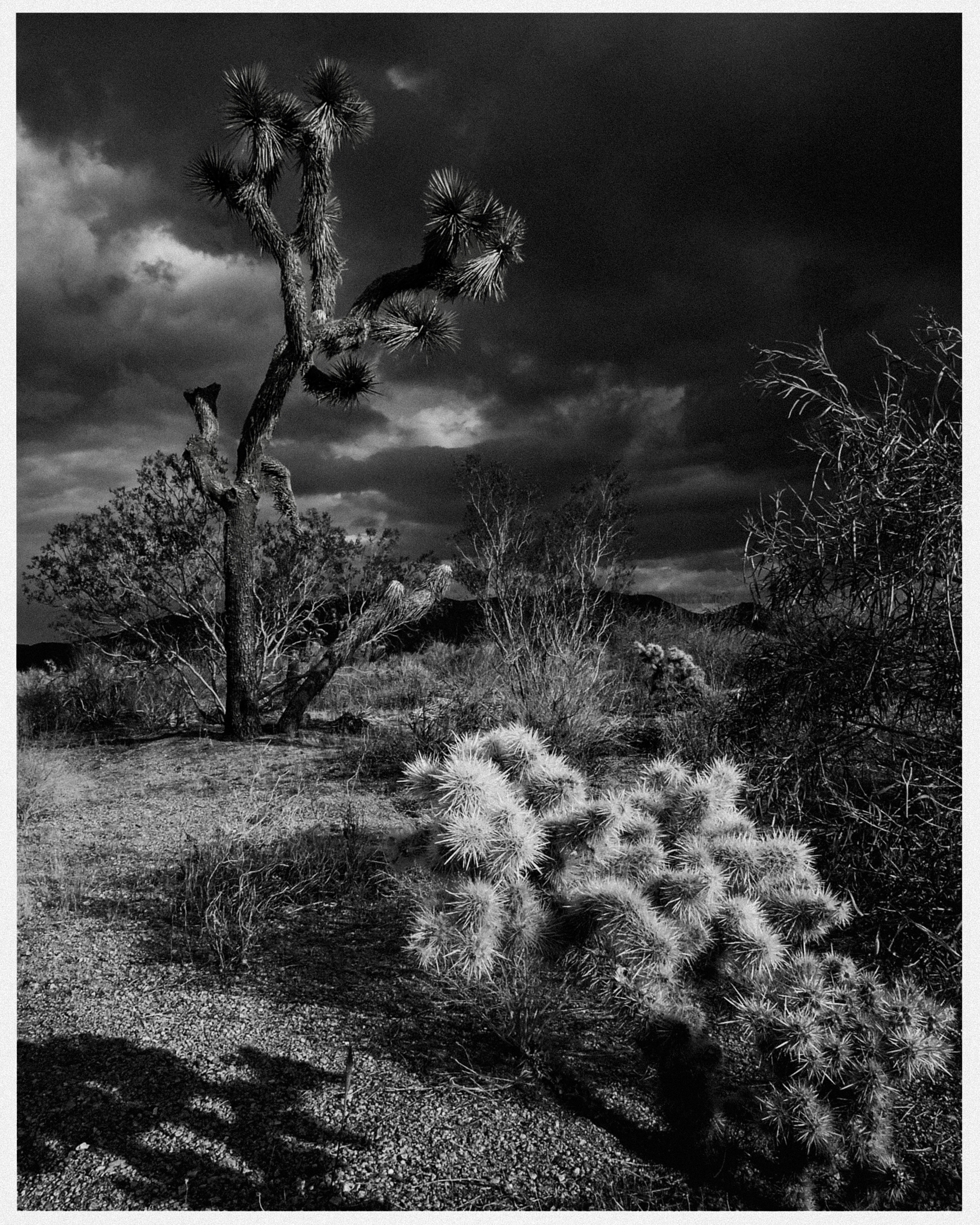 Schwarz-weiße Wüstenlandschaft mit Yucca-Bäumen, Kakteen und bewölktem Himmel.