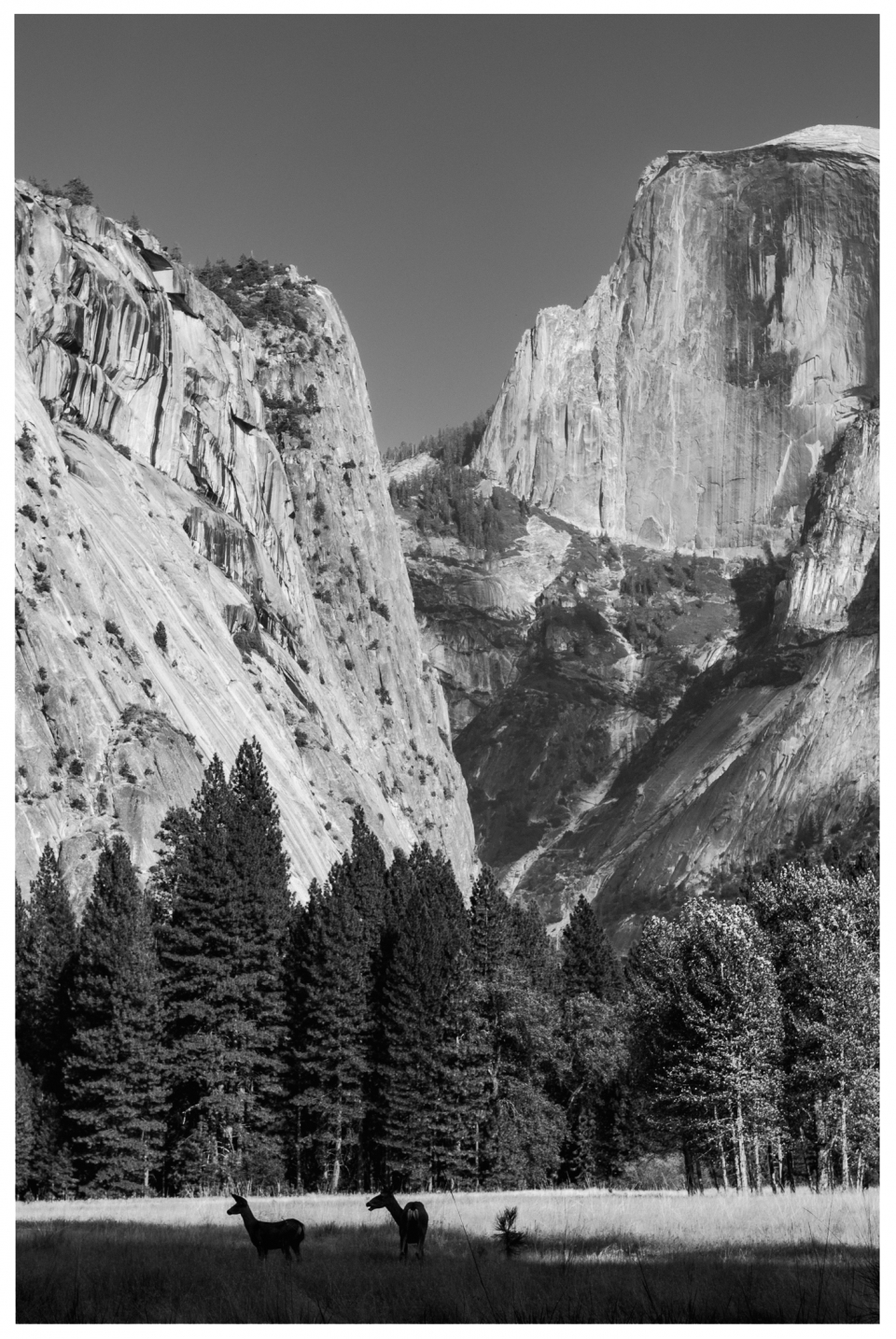 Schwarzweißfoto von Felswänden, Kiefernwald und zwei Tieren in bergiger Landschaft.