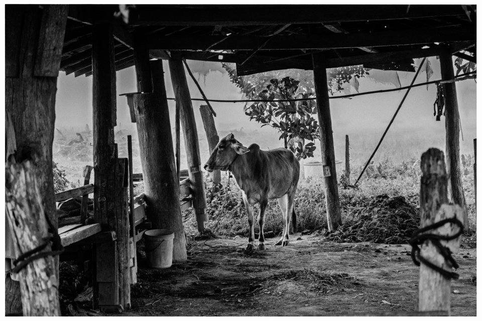 Kuh steht in einem einfachen Unterstand aus Holz, umgeben von Pflanzen und nebligem Himmel.