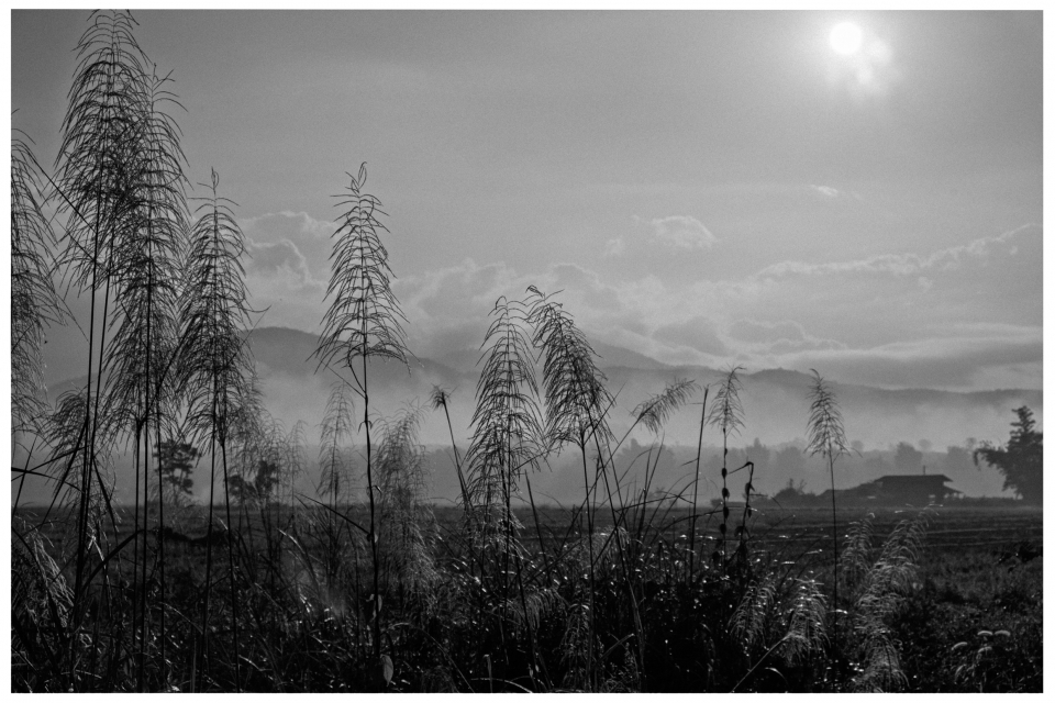 Schwarz-weiß-Foto von Gräsern vor nebligen Hügeln und bewölkter, sonniger Himmel.
